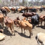 Mikopo ya mifugo NMB yavuka Sh180 bilioni