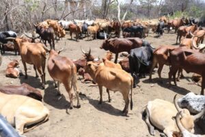 Mikopo ya mifugo NMB yavuka Sh180 bilioni